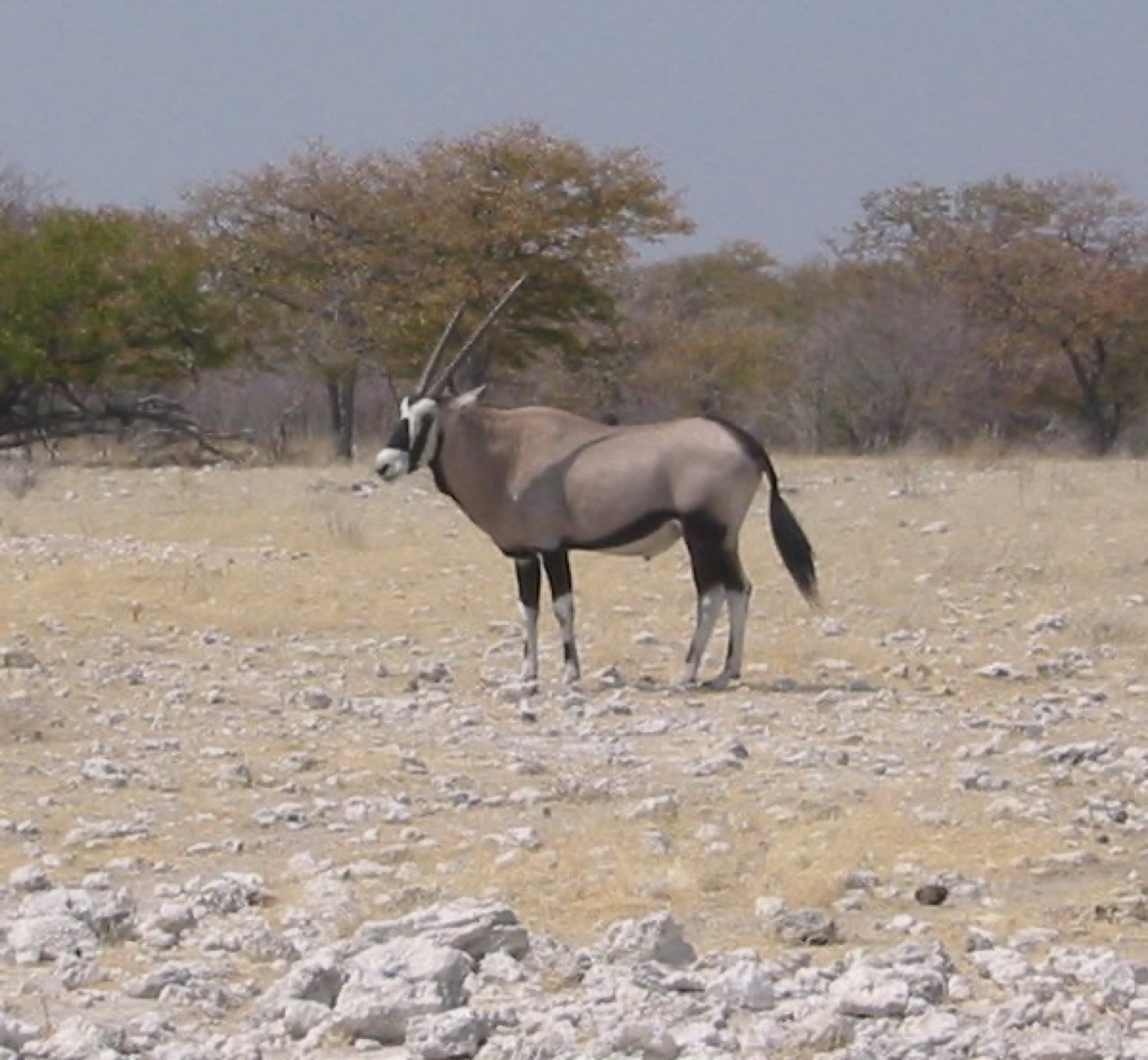 Antilope oryx