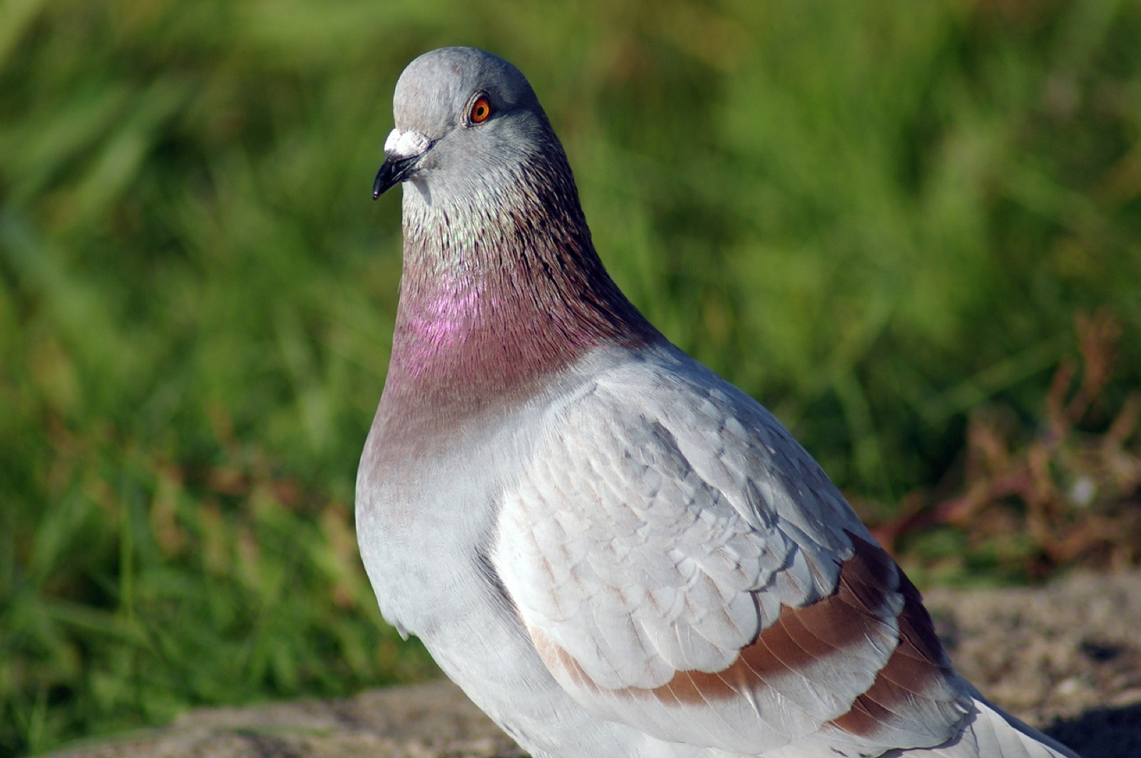 Pigeon royal