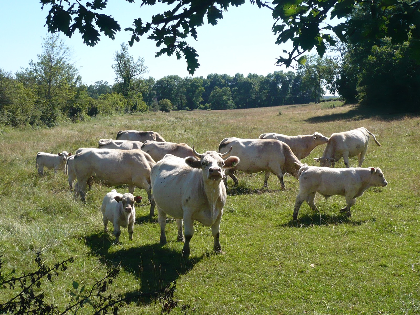Bovin charolais