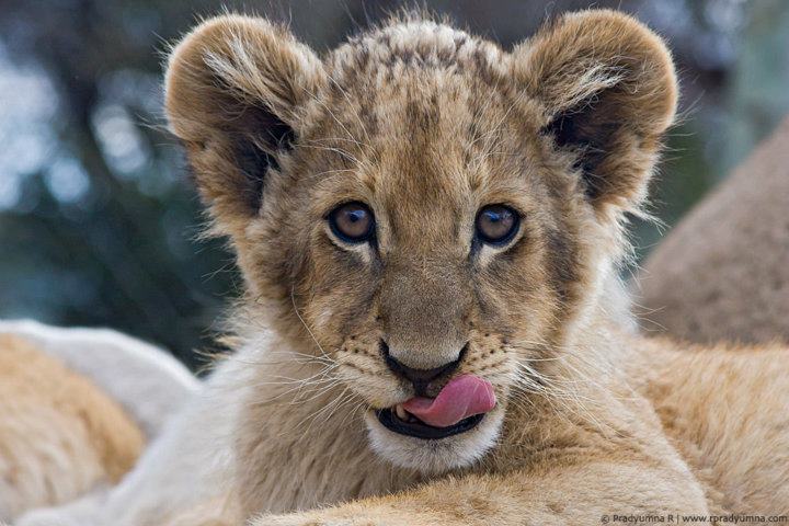 Lionceau d’Afrique