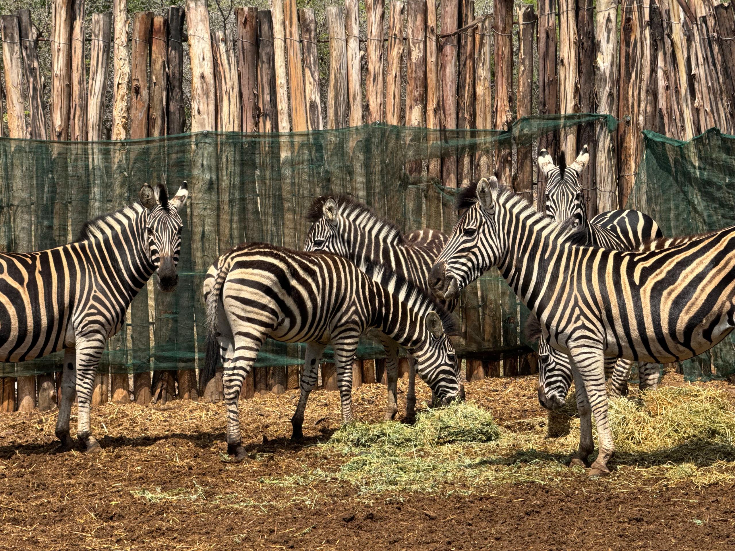 Zèbre des plaines (Equus quagga)