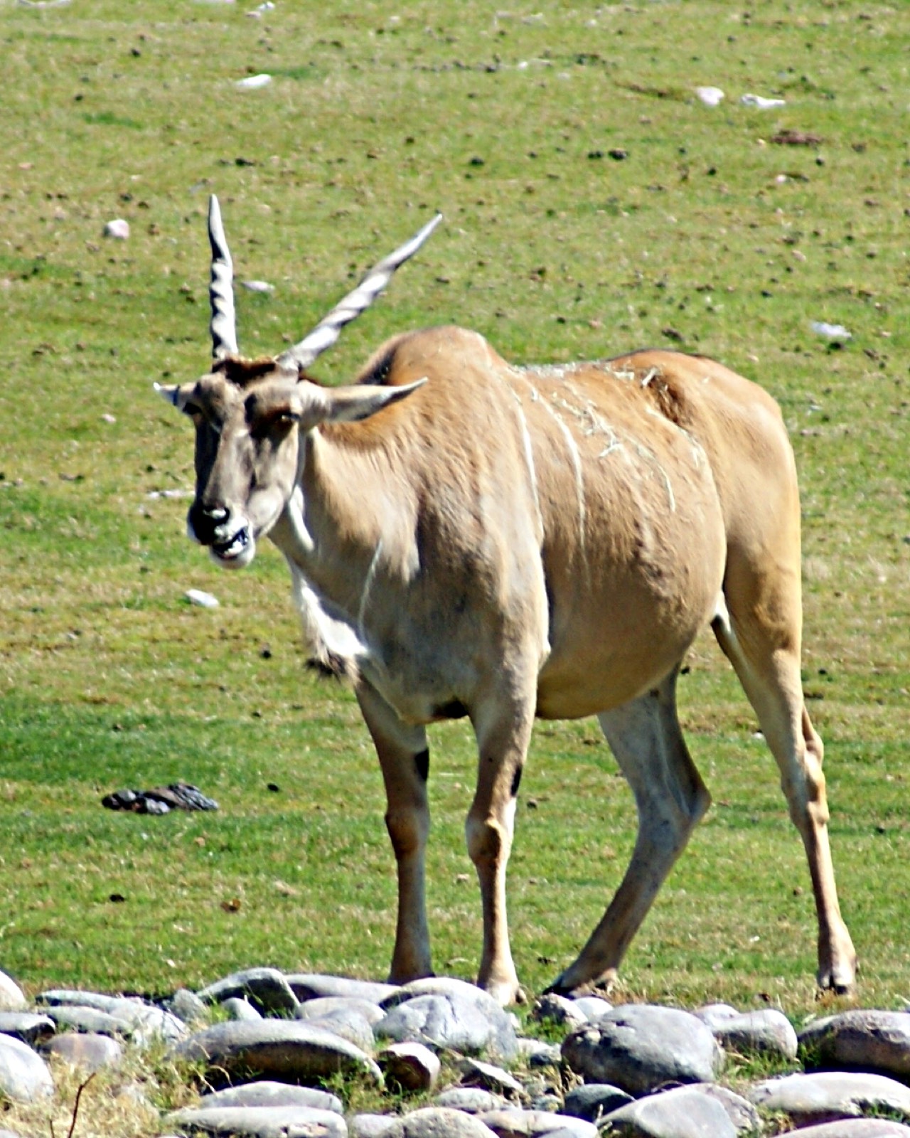 Eland