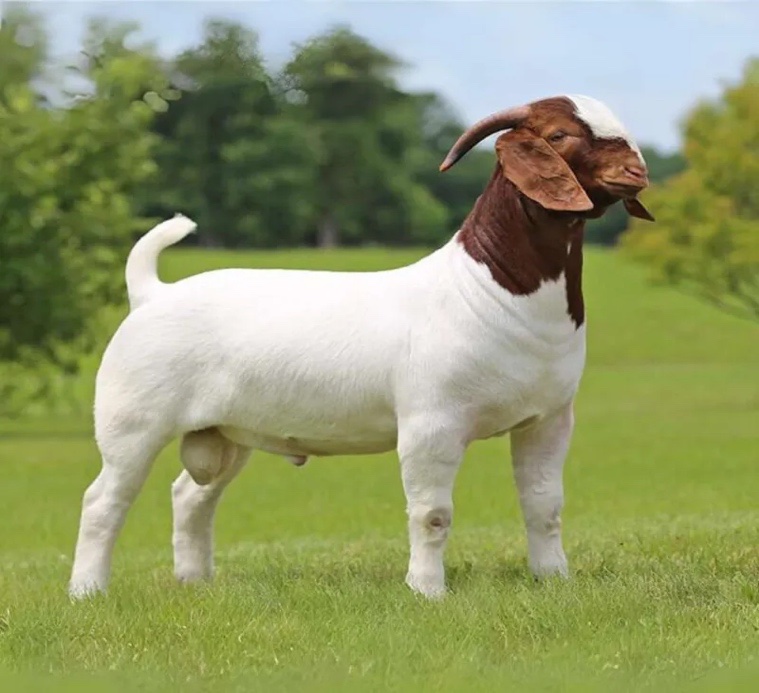 Boergoat