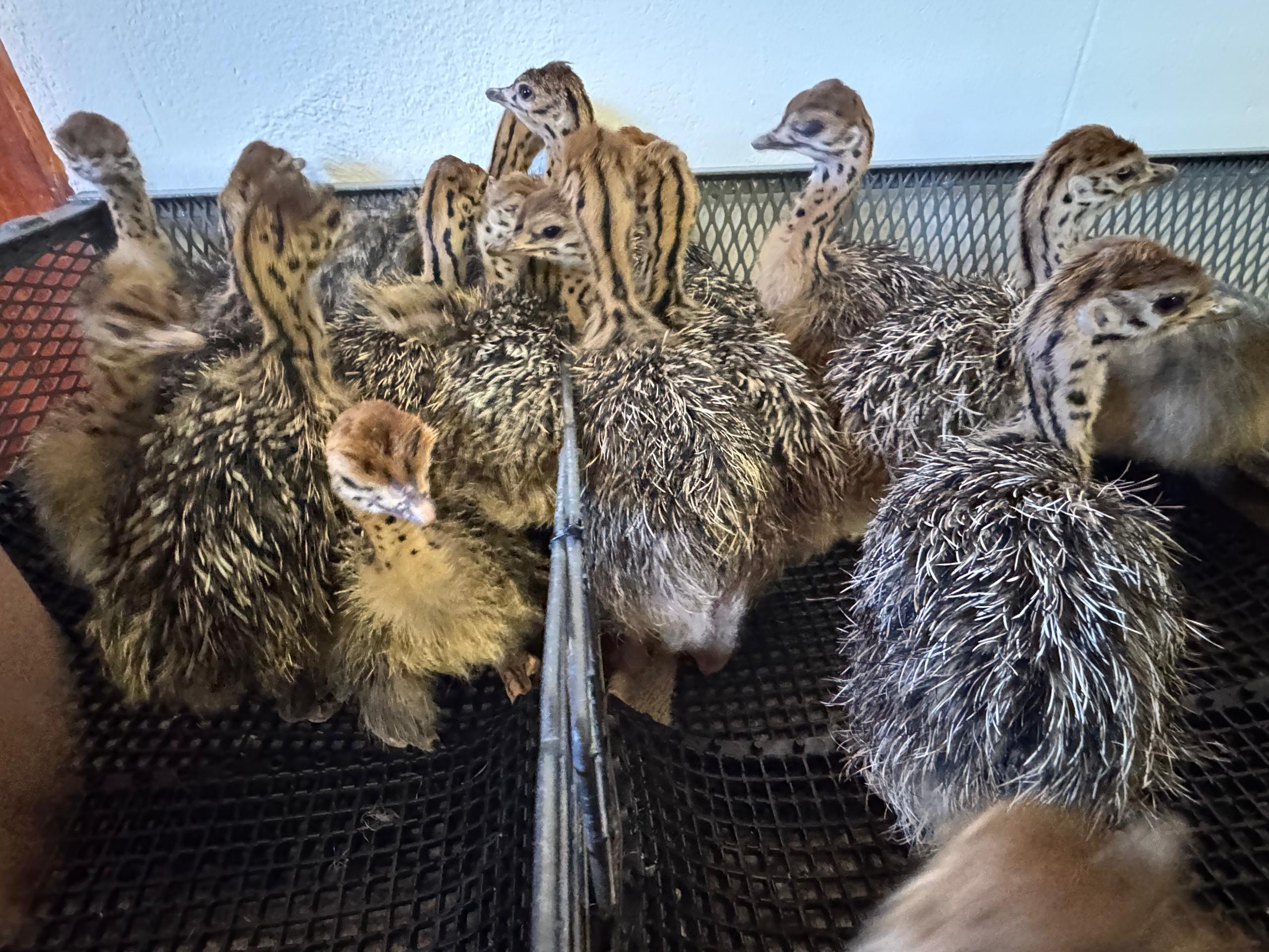 Autruchon du Kalahari