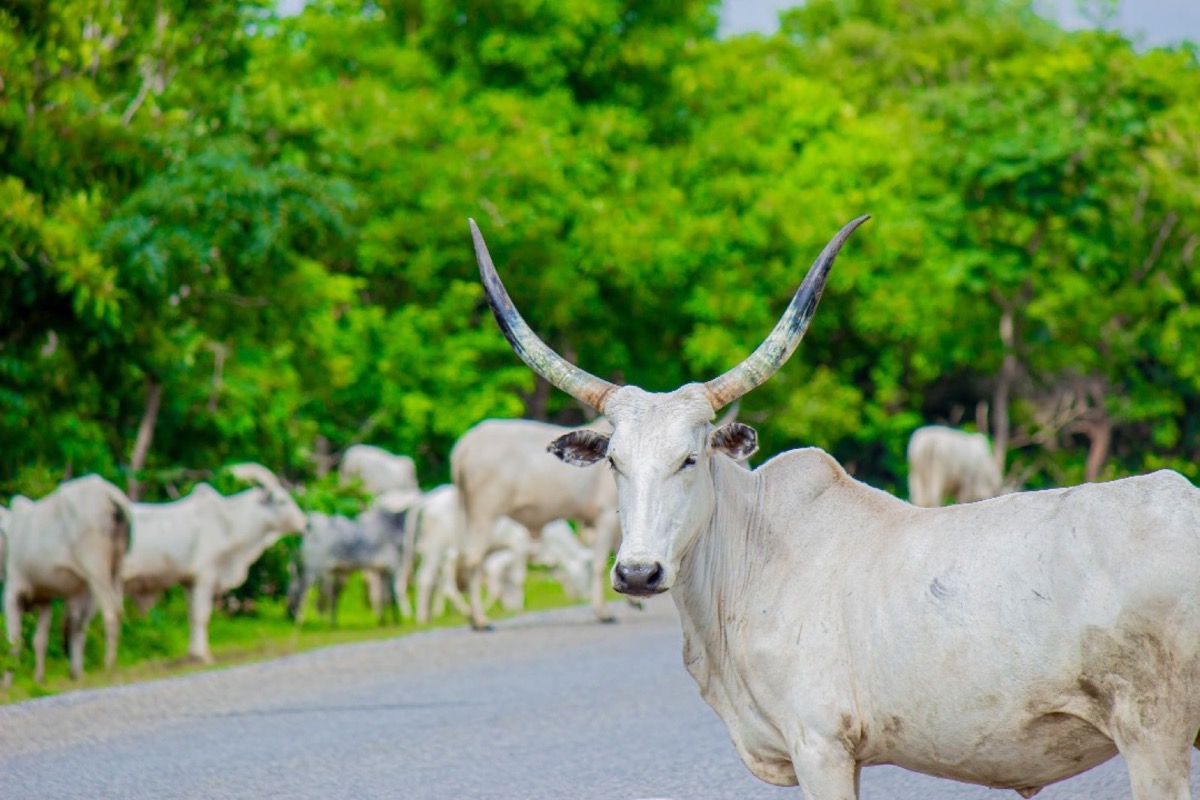 Importer des animaux domestiques au Sénégal : le guide essentiel