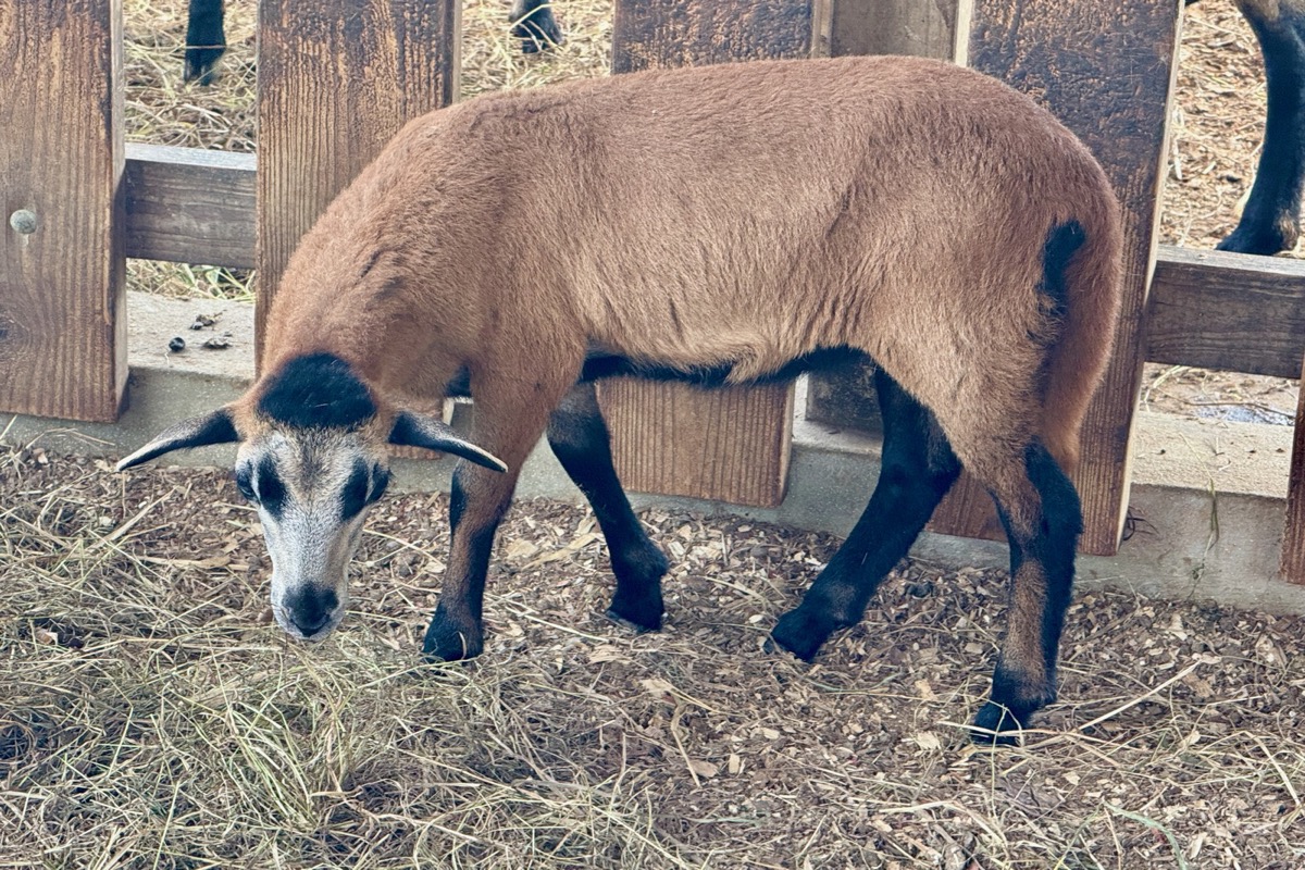 Conformité & CITES : ce que tout porteur de projet doit savoir