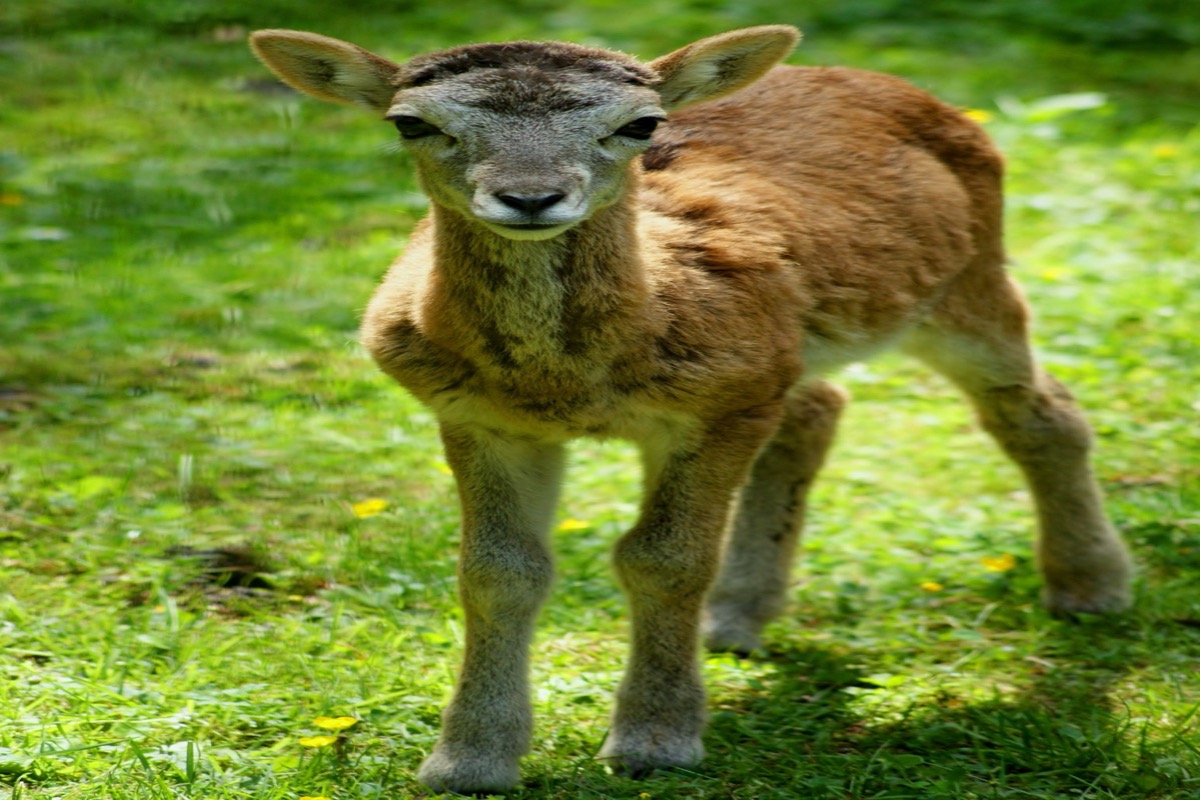 Santé & quarantaine : sécuriser l’arrivée des animaux