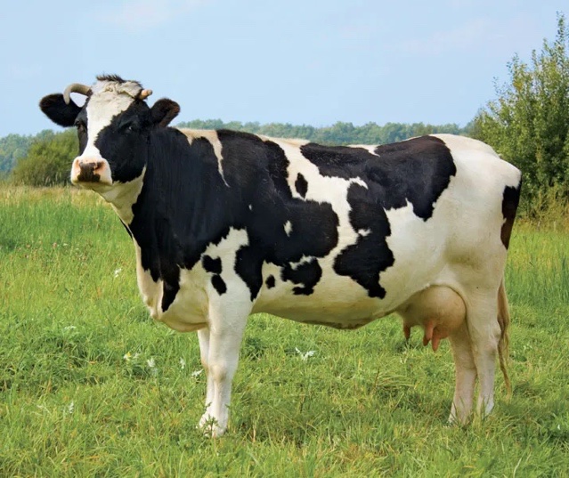 Holstein