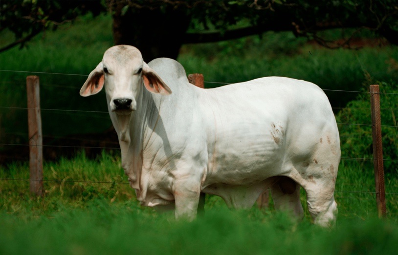 Bovin Brahman